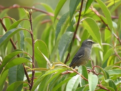 Conirostrum cinereum