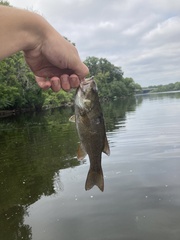 Micropterus dolomieu