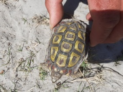 Homopus areolatus