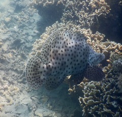 Chromileptes altivelis