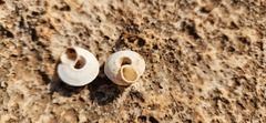 Sphincterochila cariosa