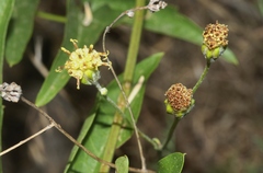 Hymenopappus filifolius