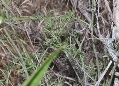 Hymenopappus filifolius