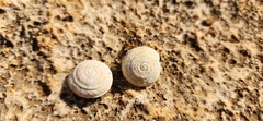 Sphincterochila cariosa