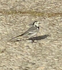 Motacilla alba