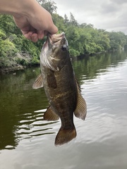 Micropterus dolomieu