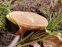 Xerocomellus chrysenteron