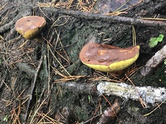 Russulales
