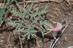 Oenothera pallida