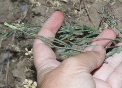 Lygodesmia grandiflora