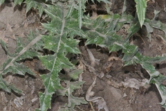 Cirsium undulatum