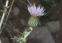 Cirsium undulatum