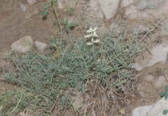 Astragalus flavus