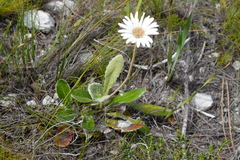Gerbera tomentosa