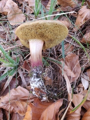 Xerocomellus chrysenteron