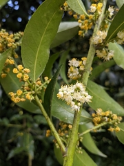 Symplocaceae