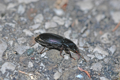 Anisodactylus binotatus
