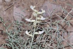 Astragalus flavus