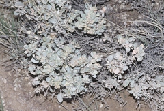 Atriplex confertifolia