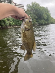 Micropterus dolomieu