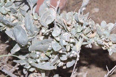 Atriplex confertifolia