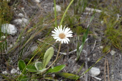 Gerbera tomentosa
