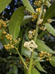 Symplocaceae