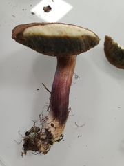 Xerocomellus chrysenteron