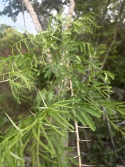 Vachellia davyi