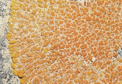 Xanthomendoza trachyphylla