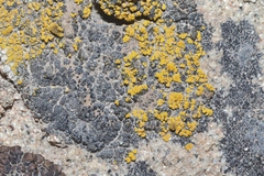 Teloschistales