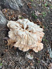 Laetiporus