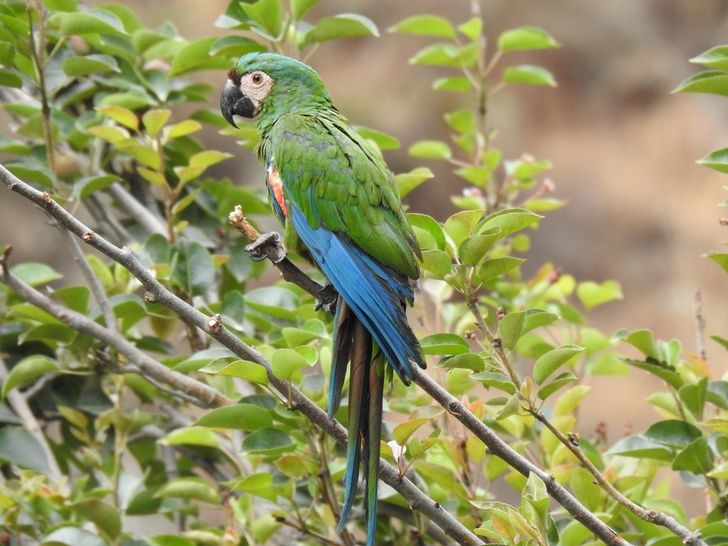 Chestnut-fronted Macaw (Ara severus) photo