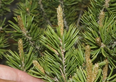 Pinus edulis