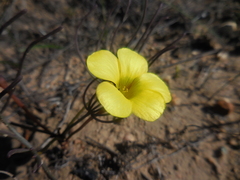 Oxalis flava