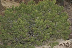 Pinus edulis