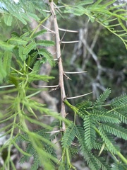 Vachellia davyi