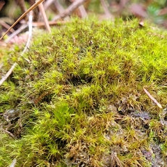 Dicranodontium denudatum