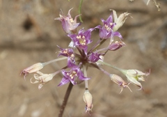 Allium acuminatum