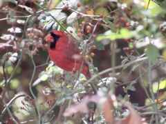 Cardinalis cardinalis