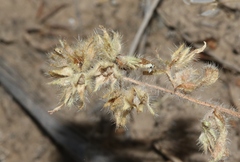 Oreocarya flavoculata