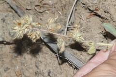 Oreocarya flavoculata