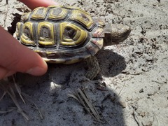 Homopus areolatus