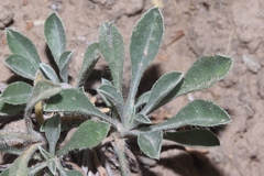 Oreocarya flavoculata