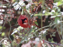 Cardinalis cardinalis