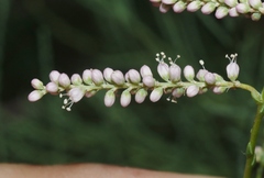 Tamarix chinensis