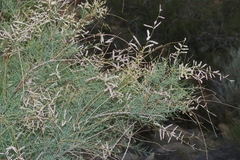 Tamarix chinensis