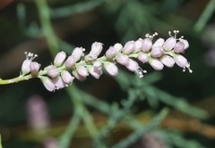 Tamarix chinensis
