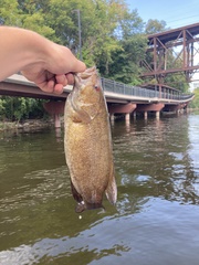 Micropterus dolomieu