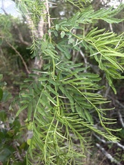 Vachellia davyi